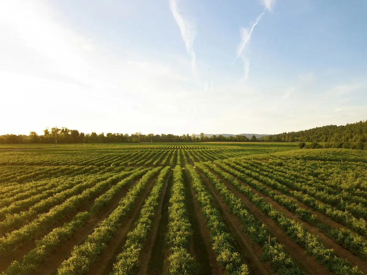 Sample stock photo for Orchard and row-crop parcel, San Miguel