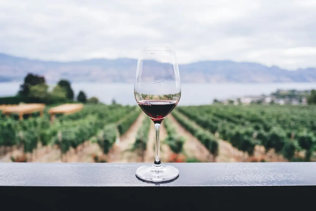 Sample stock photo for 62-acre vineyard, Adelaida
